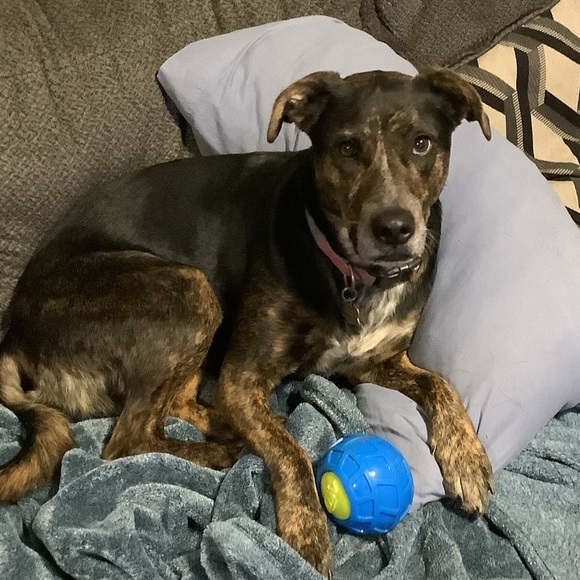 Smoke free - Animal friendly home - Fast shipping - Picture 4 of 7